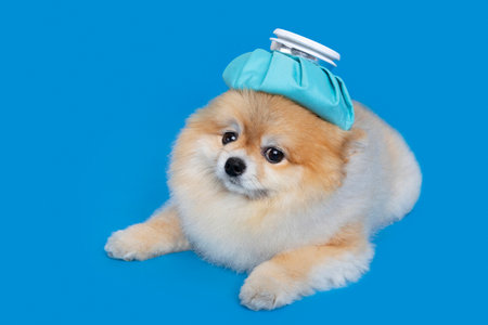cute pomeranian dog with fever, cold shot with ice bagの写真素材