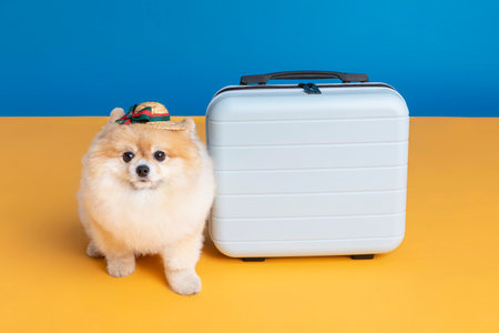 preparing for a trip with pet, a cute pomeranian dogの写真素材