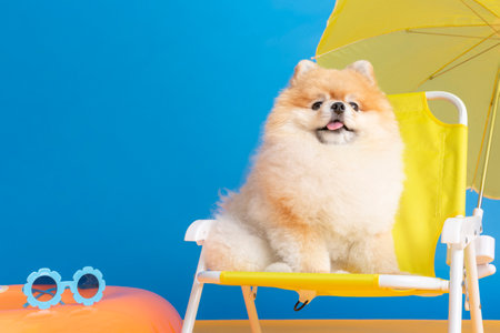 a cute pomeranian dog with trip objects, pet travel conceptの写真素材
