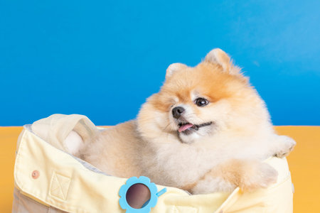 a cute pomeranian dog with luggage bag, pet travel conceptの写真素材