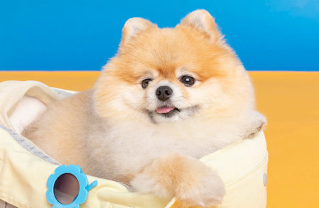 a cute pomeranian dog with luggage bag, pet travel conceptの写真素材