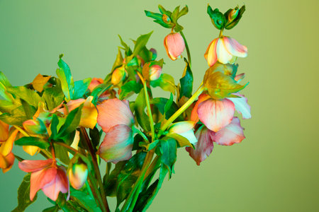 colorful flower background_helleborusの写真素材