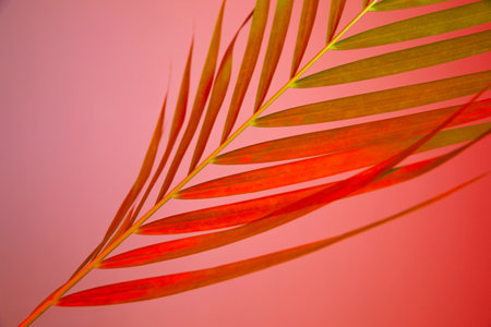 colorful flower background_palm leafの写真素材