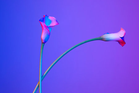 colorful flower background_callaの写真素材