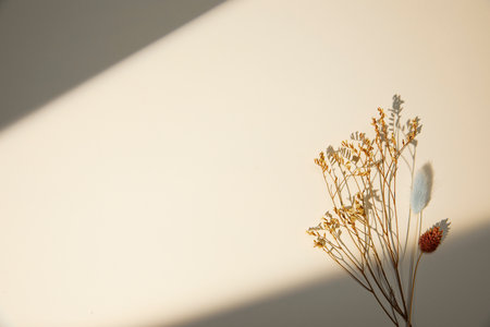 romantic flowers on simple backgroundの写真素材