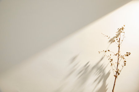 romantic flowers on simple backgroundの写真素材