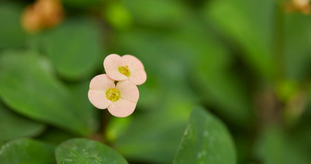 tropical backgroundの写真素材