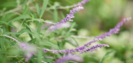 tropical backgroundの写真素材