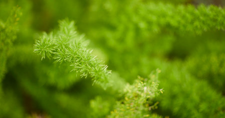 tropical backgroundの写真素材