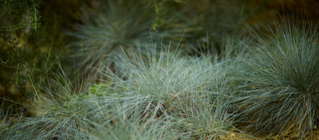 tropical backgroundの写真素材