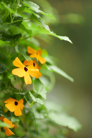 tropical backgroundの写真素材