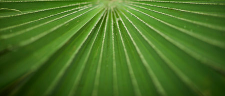 tropical backgroundの写真素材