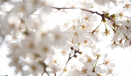 cherry blossoms and blue skyの写真素材