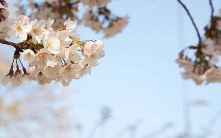 cherry blossoms and blue skyの写真素材