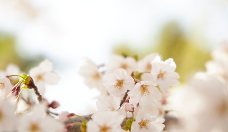 cherry blossoms and blue skyの写真素材