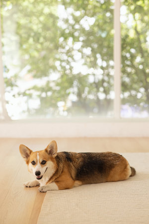 Cute Welsh Corgi lying on the floorの写真素材