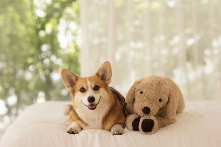 Cute Welsh Corgi lying on bed with doll