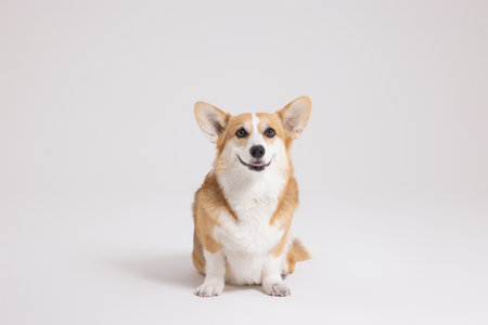 Cute and lovely Welsh Corgiの写真素材
