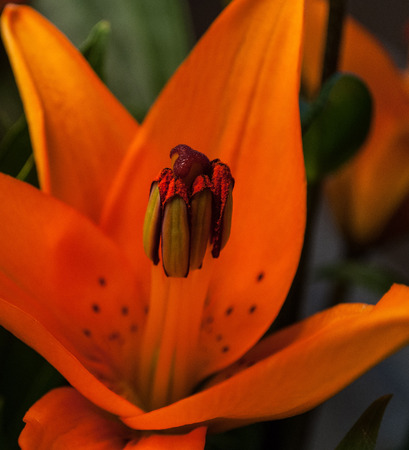 Orange Tiger Lilly in the garden.の写真素材