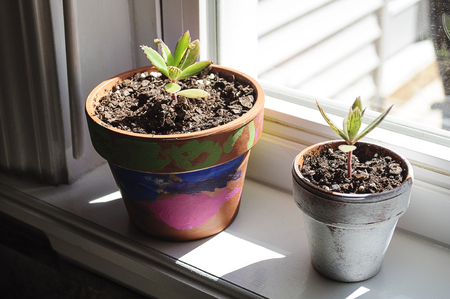 Potted Plants On The Kitchen Window Sealの写真素材