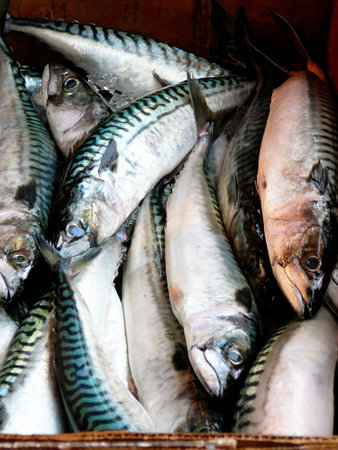 Pile of Fresh Fish for Sale at Marketの写真素材