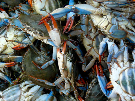 Pile of Fresh Crab for sale in Fish Marketの写真素材