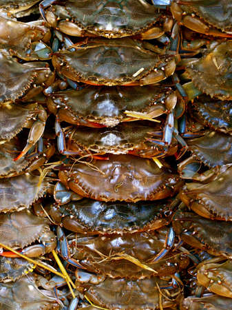 Pile of Fresh Crab for sale in Fish Marketの写真素材