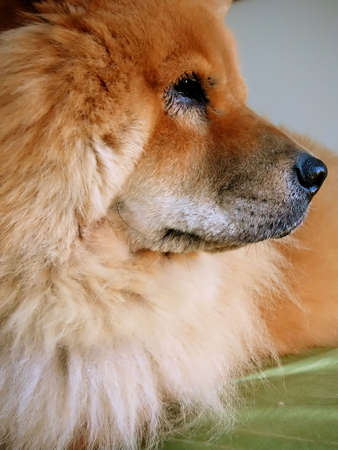 Profile closeup of chow chow breed dogの写真素材