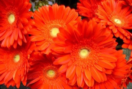 Bouquet of Bright Orange Gerber Daisiesの写真素材