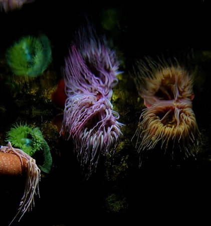 Neon Sea Anemones Reflected in Ocean Surfaceの写真素材