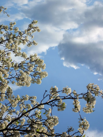 Detail of New Spring Cherry Blossom Tree