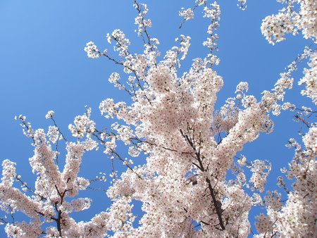 Detail of New Spring Cherry Blossom Tree