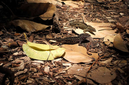 Two Lizards in a Mating Dance, Honolulu, Hawaiiの写真素材