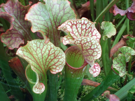 Exotic Carnivorous Venus Flytrap Pticher Plant