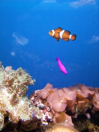 Beautiful saltwater aquarium with coral and clow fish