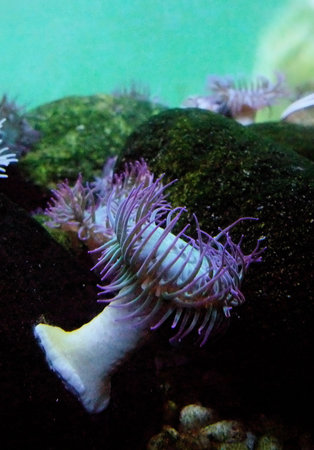 Purple Sea Anemones Flourish in Shallow Ocean Tidepoolの写真素材