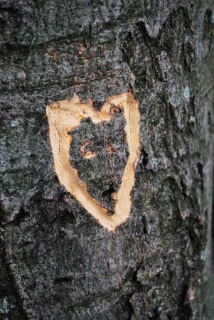 Heart Shape Romance Carved into Tree Trunkの写真素材