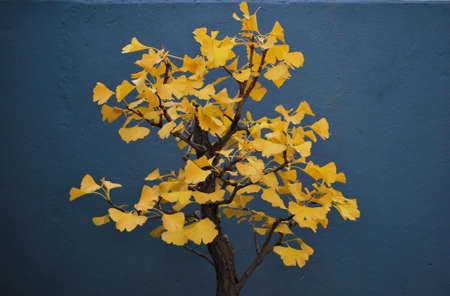 Ancient Japanese Ginko Biloba Bonsai Treeの写真素材