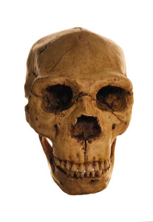 Human Skull Isolated Over White Backgroundの写真素材