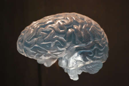 Transparent Anatomical Model of the Human Brainの写真素材