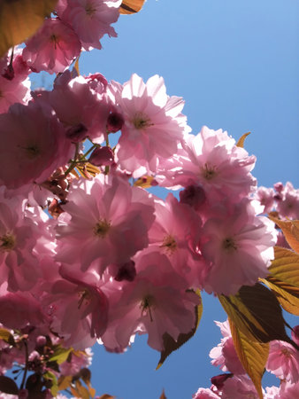 Detail of Vibrant Pink Spring Cherry Blossom Tree