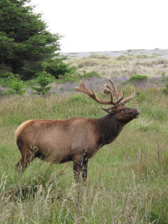 Wild Elk in Northern California Landscapeの写真素材