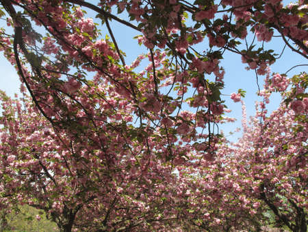 Spring Cherry Blossomsの写真素材