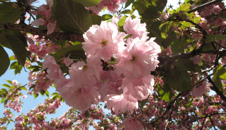 Spring Cherry Blossomsの写真素材