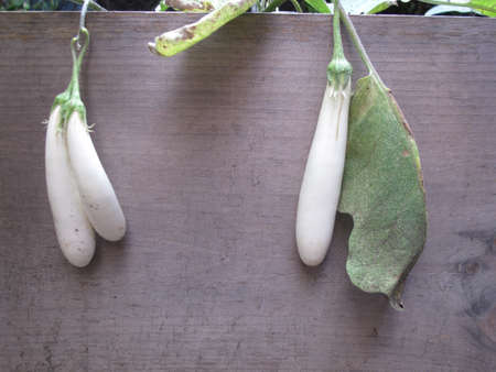 Miniature white eggplants growing in gardenの写真素材