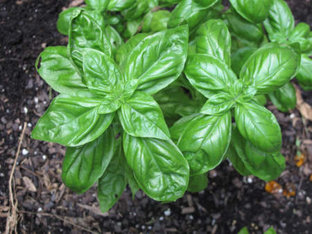 Fresh basil plant growing in summer gardenの写真素材