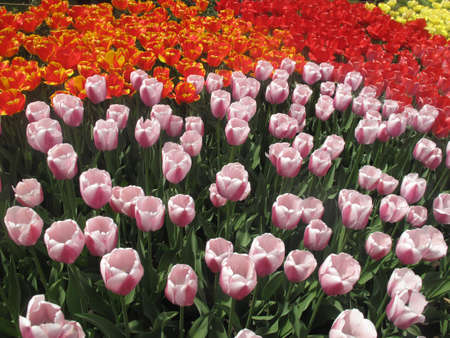 A wide variety of colorful spring tulipsの写真素材