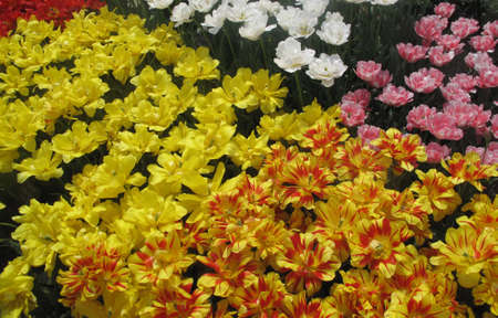 A wide variety of colorful spring tulipsの写真素材