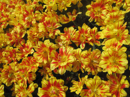 A field of colorful orange and yellow spring tulipsの写真素材