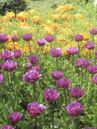 A wide variety of colorful spring tulipsの写真素材